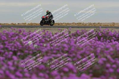 media/Jan-14-2023-SoCal Trackdays (Sat) [[497694156f]]/Turn 14 Exit Bloomig (145pm)/